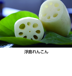 浮島れんこん