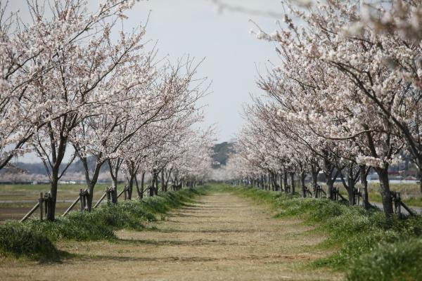 新利根桜づつみ