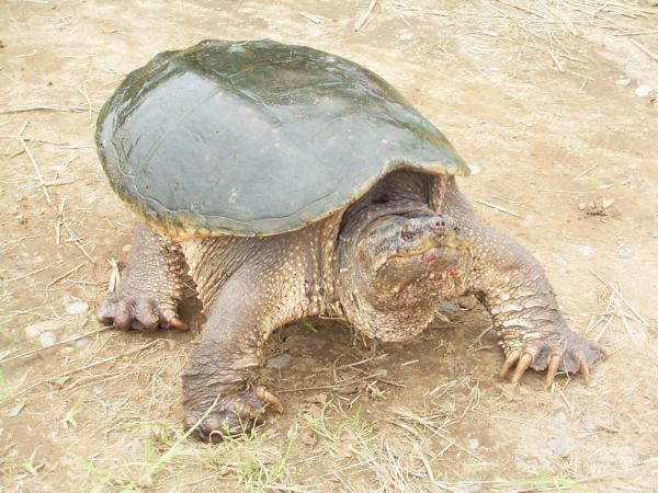 カミツキガメ(2)