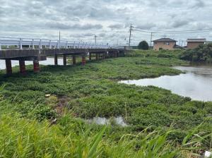 ナガエツルノゲイトウ新河橋付近