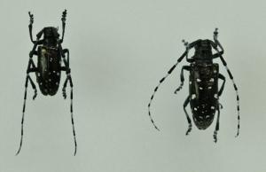 ツヤハダゴマダラカミキリ