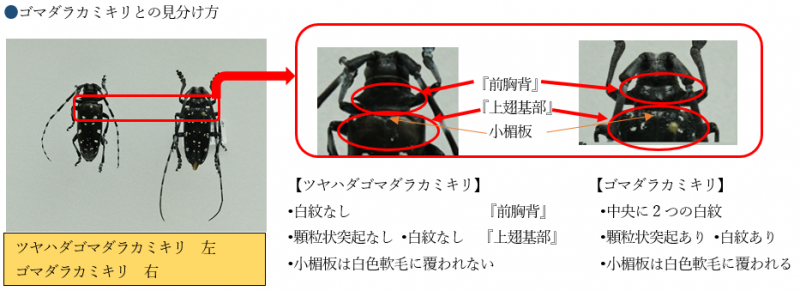 ゴマダラカミキリ