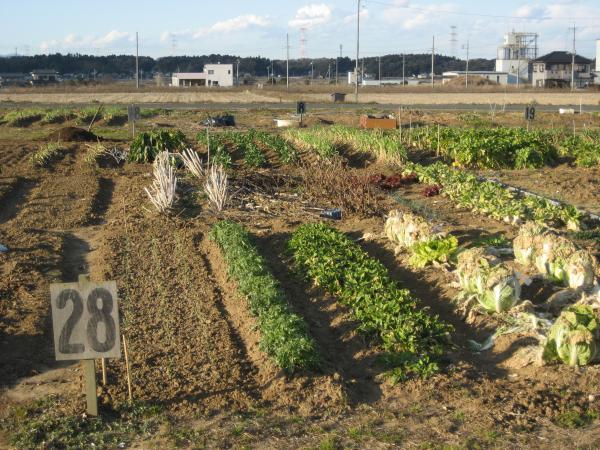 しばさきふれあい農園