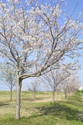 新利根川桜づつみ