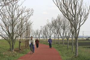 新利根川桜づつみ遊歩道