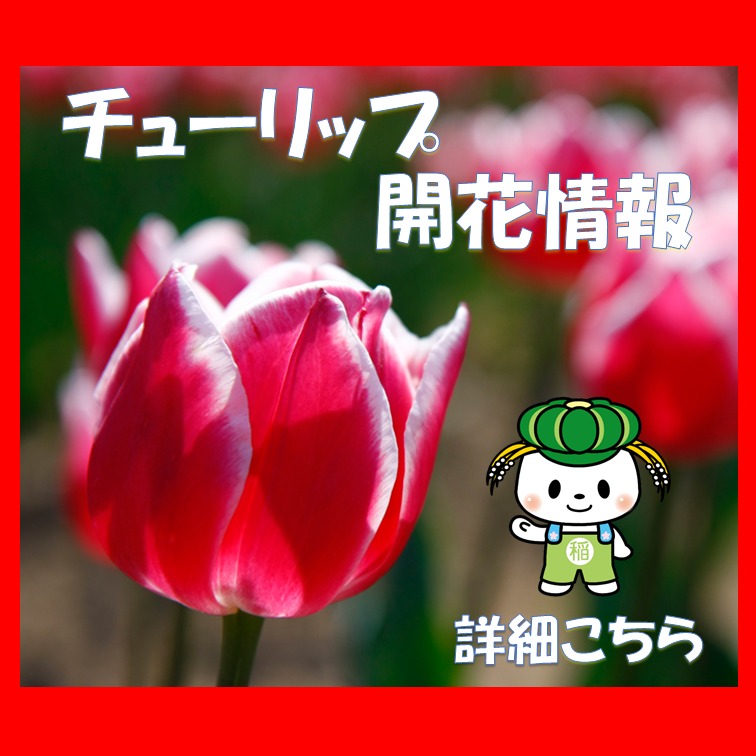 トピックス：チューリップ開花情報